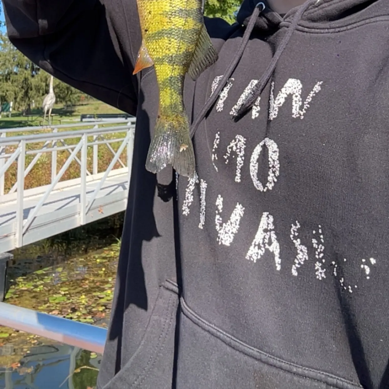 Yellow perch caught on Fishbrain