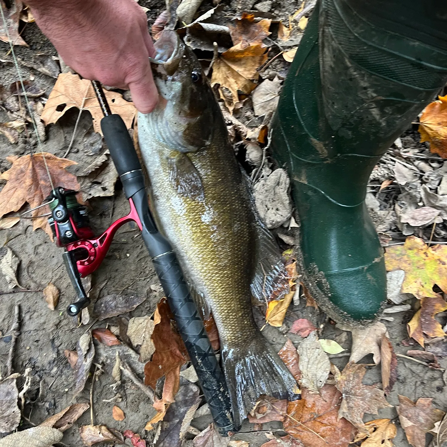 Smallmouth bass caught on Fishbrain