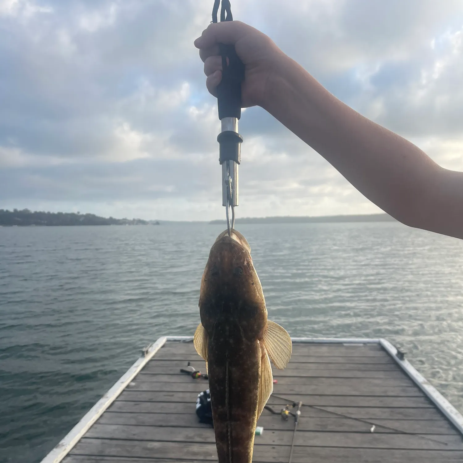 Dusky flathead caught on Fishbrain