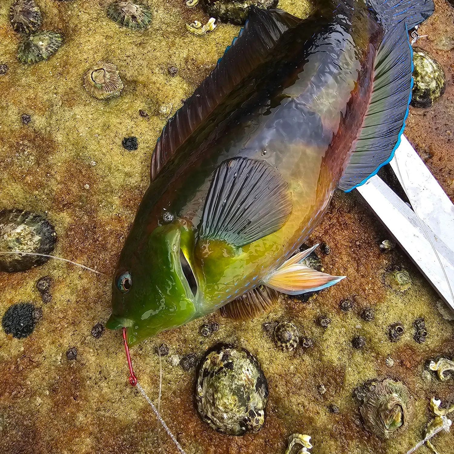 The most recent Cupid wrasse catches on Fishbrain