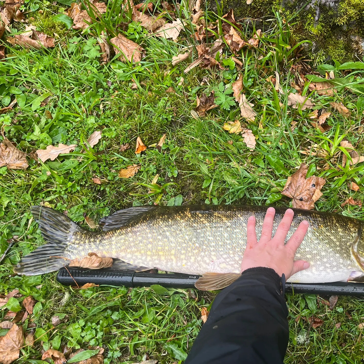 Northern pike caught on Fishbrain