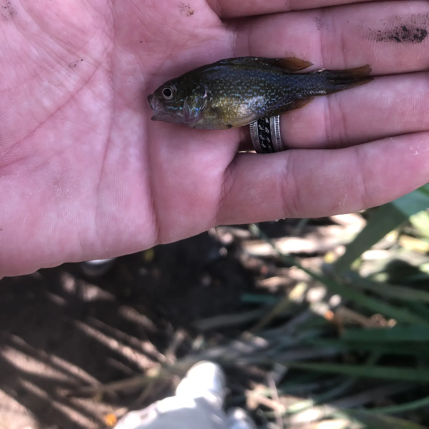 Green sunfish caught on Fishbrain