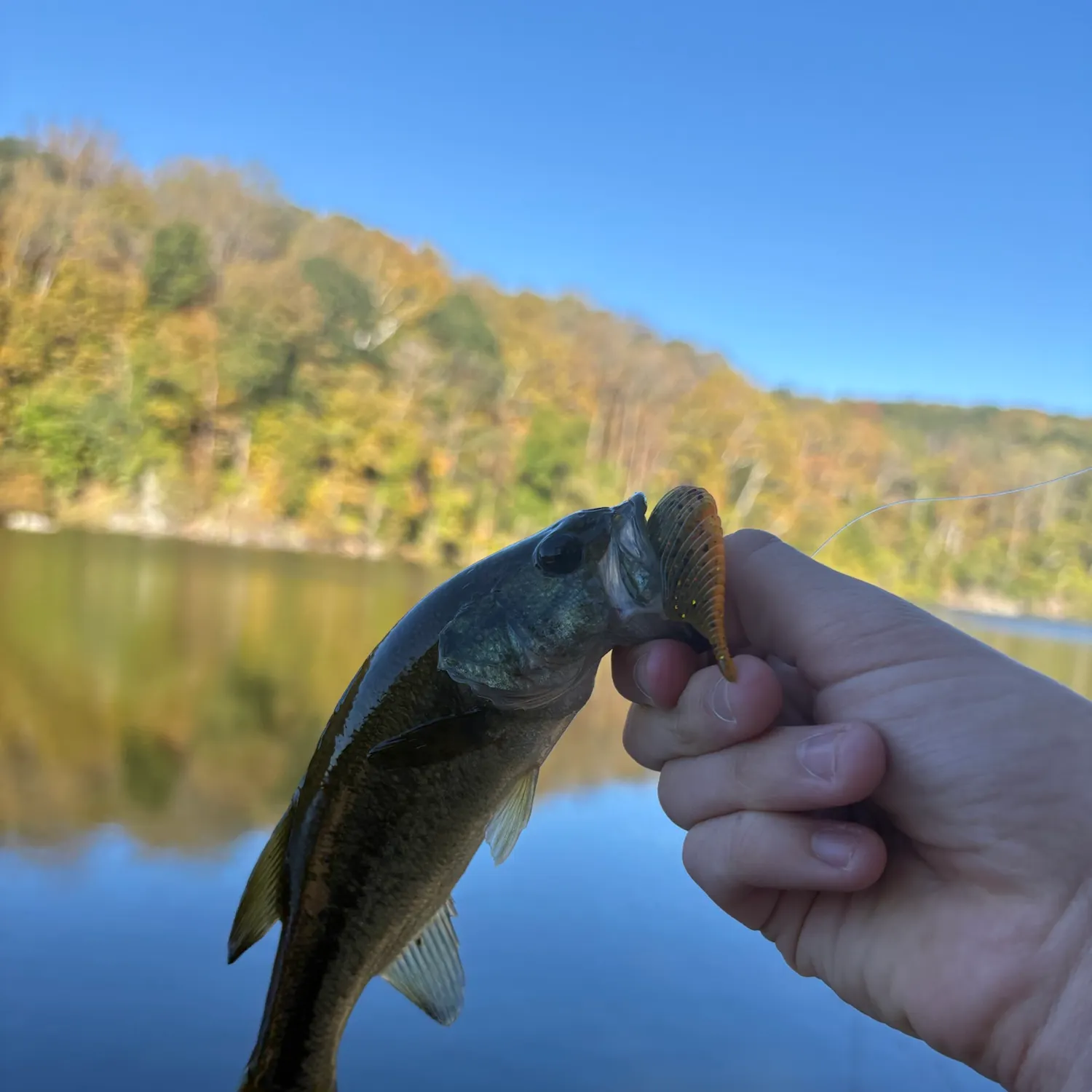 Largemouth bass caught on Fishbrain