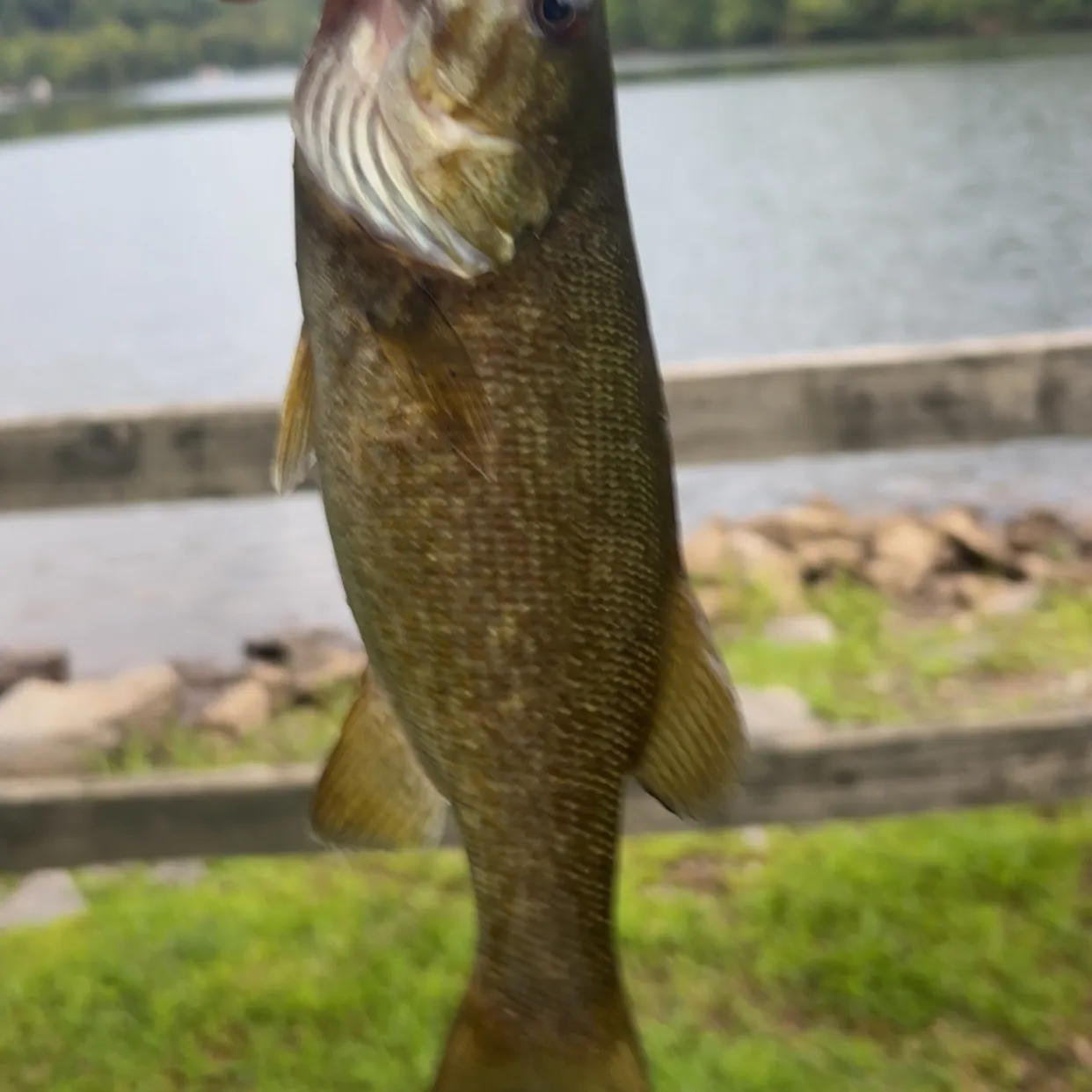 Smallmouth bass caught on Fishbrain