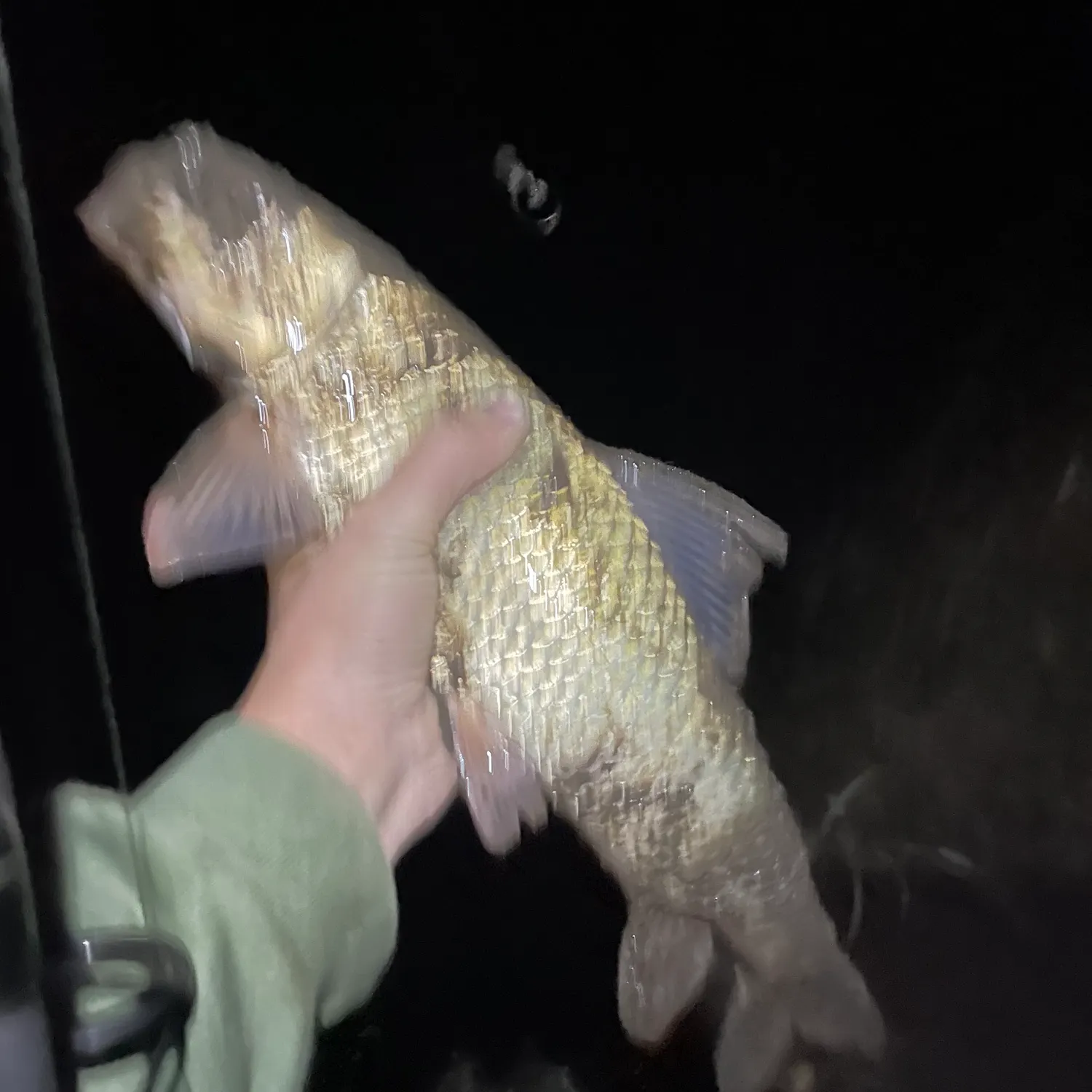Golden redhorse caught on Fishbrain