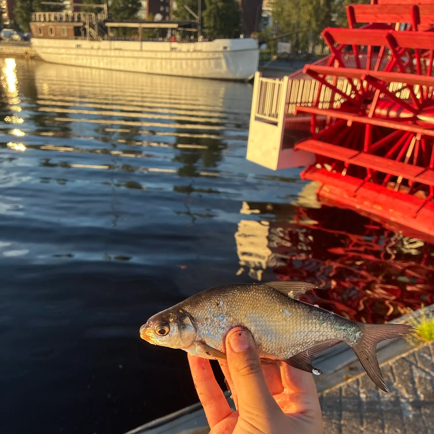 White bream caught on Fishbrain