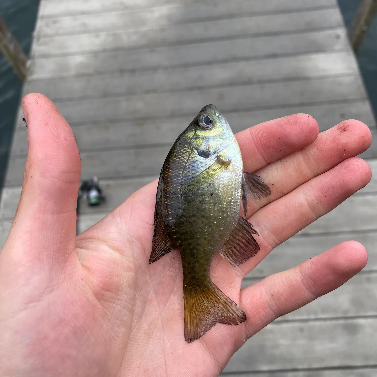 Bluegill caught on Fishbrain