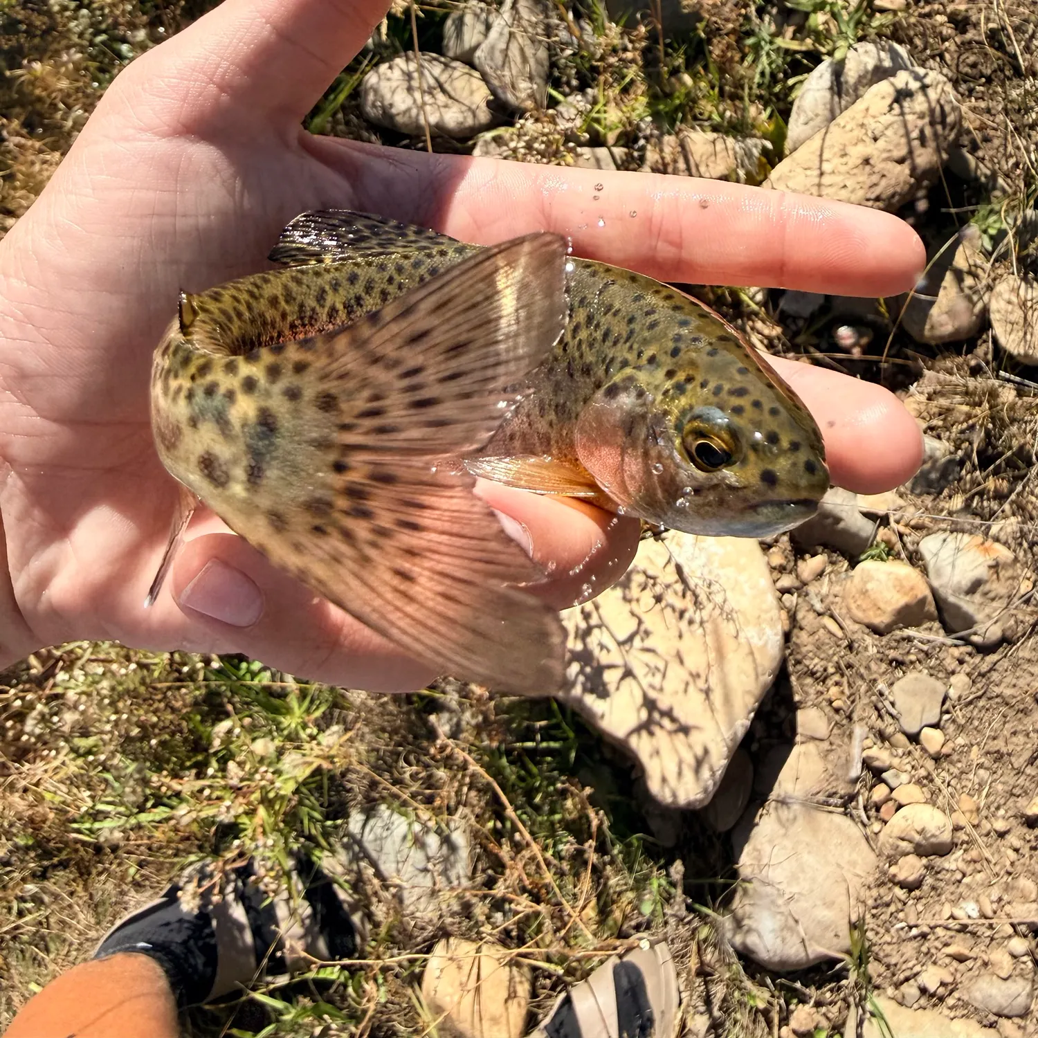 Cutthroat trout caught on Fishbrain