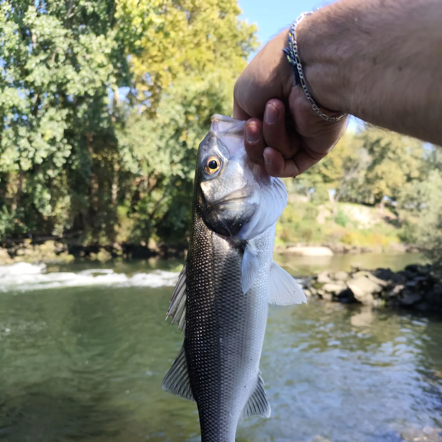 European seabass caught on Fishbrain