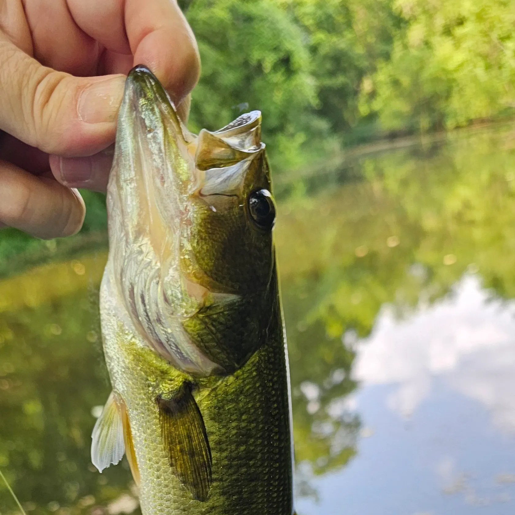 Largemouth bass caught on Fishbrain