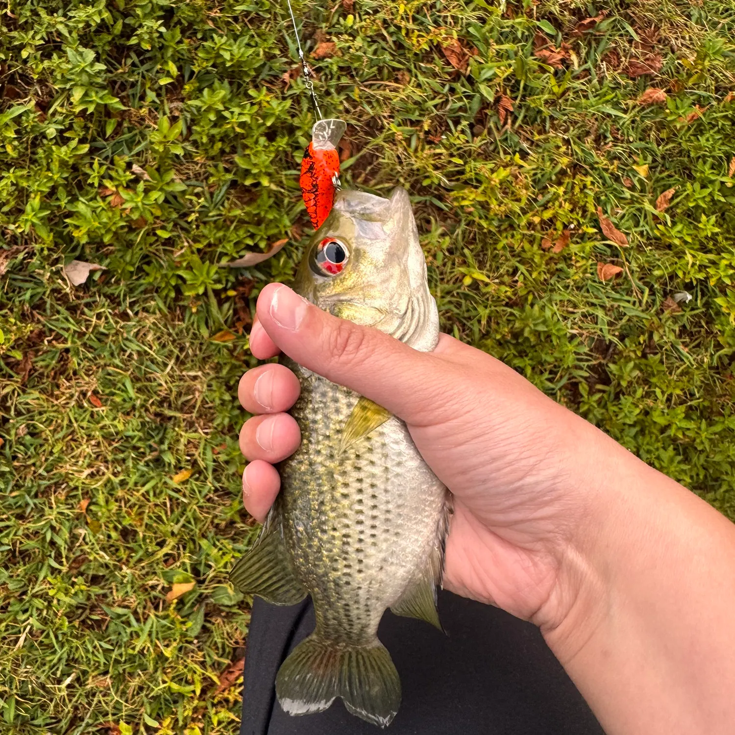 Rock bass caught on Fishbrain