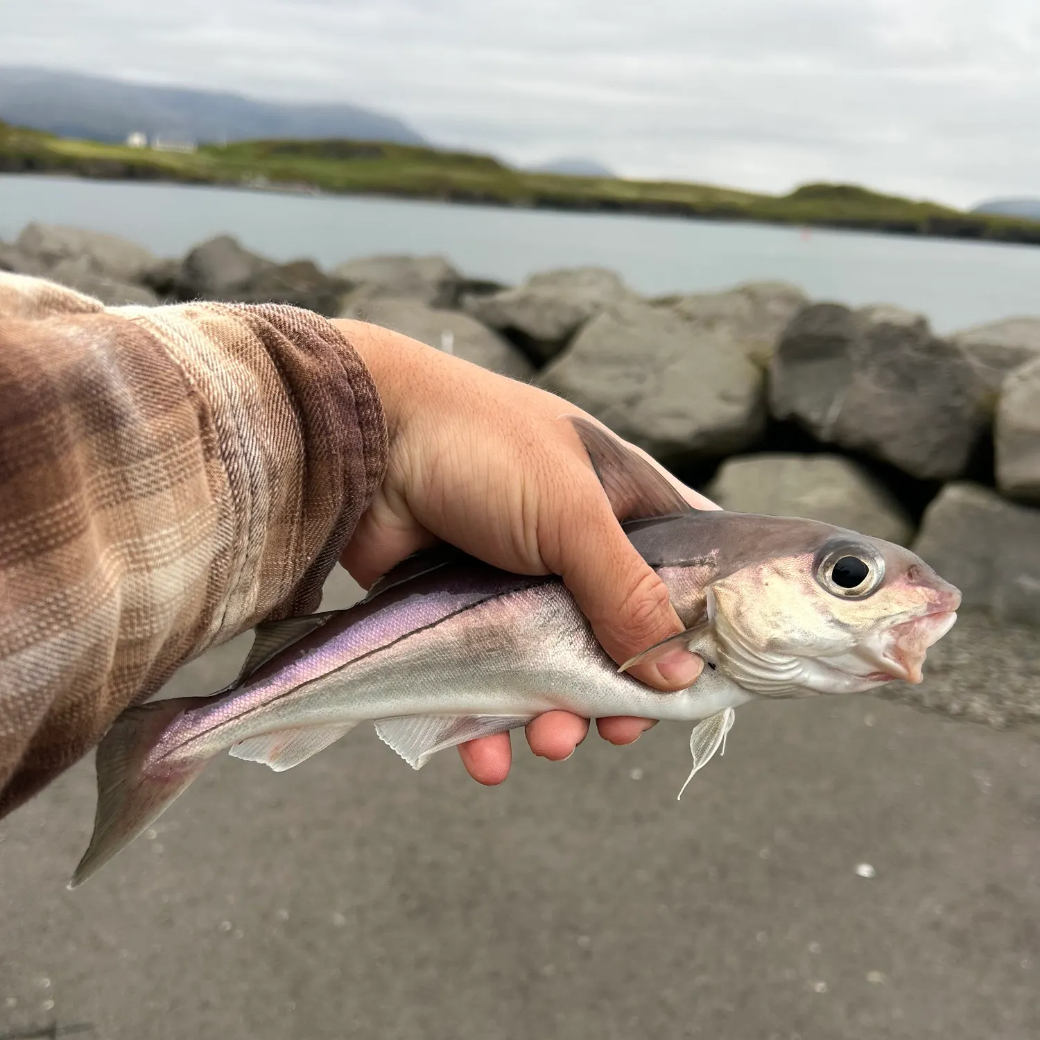 The most recent Haddock catches on Fishbrain