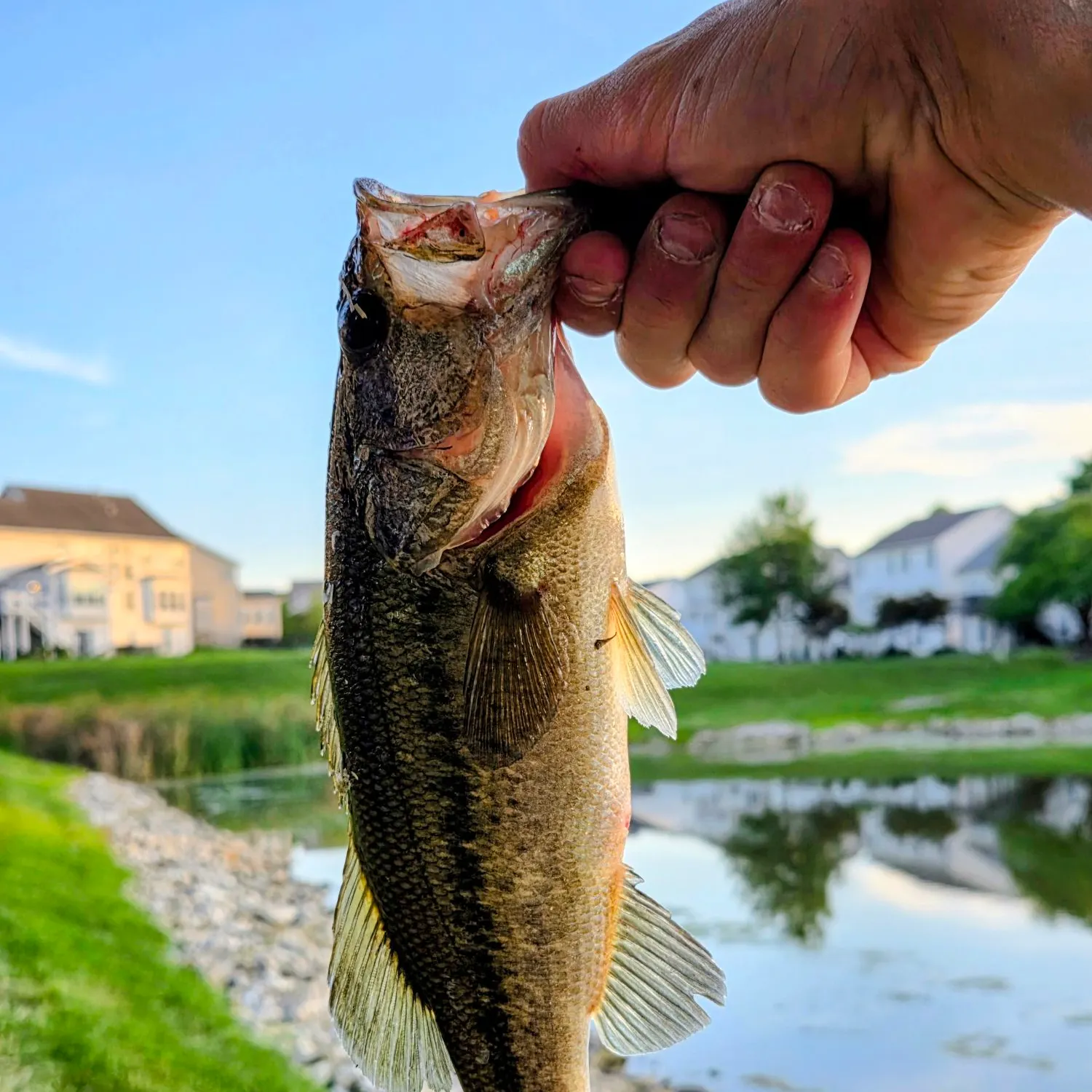 Largemouth bass caught on Fishbrain
