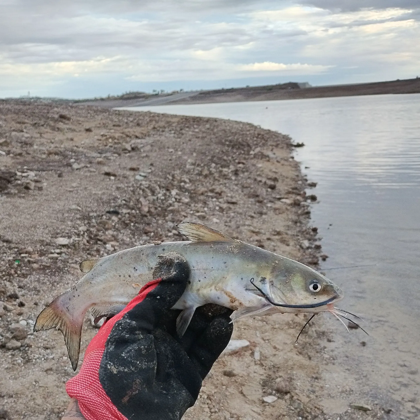 Channel catfish caught on Fishbrain