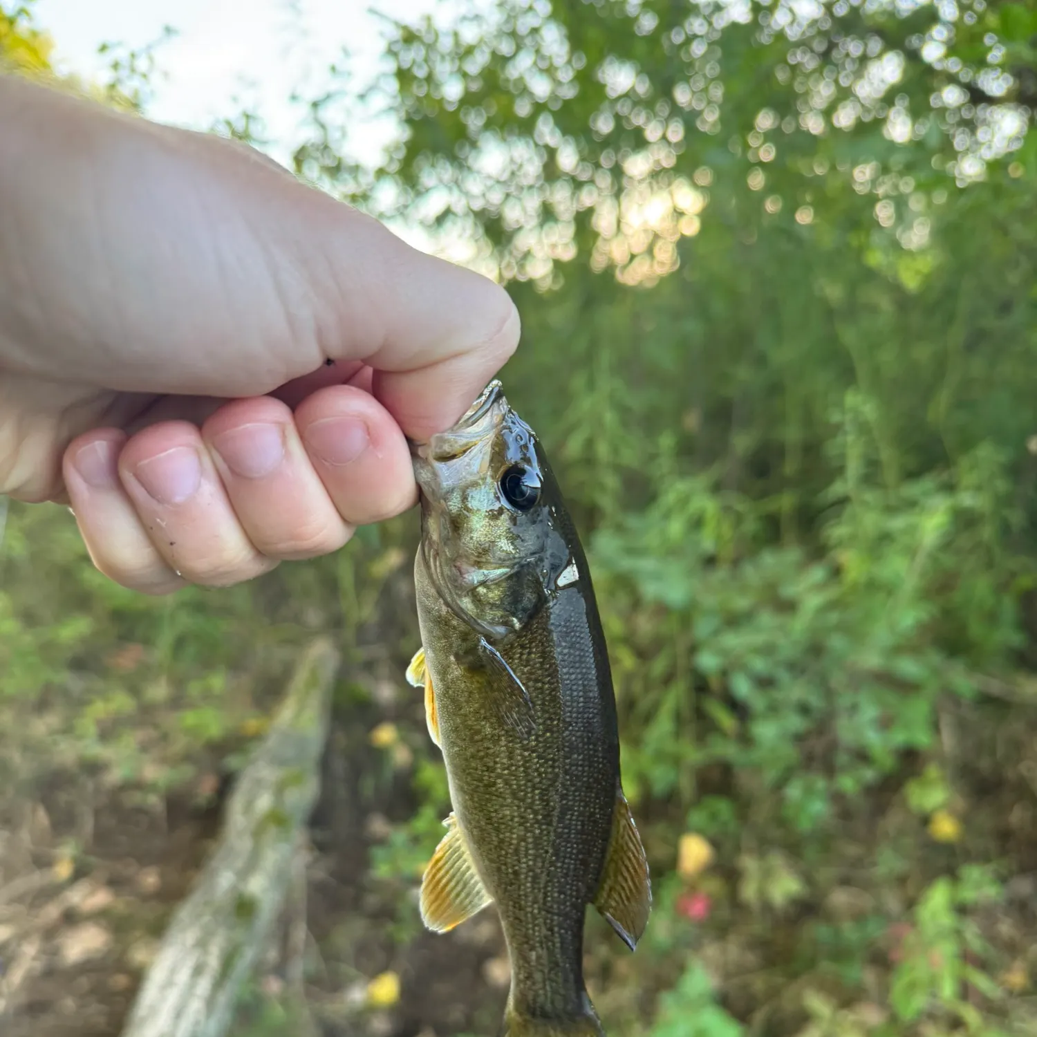 Smallmouth bass caught on Fishbrain