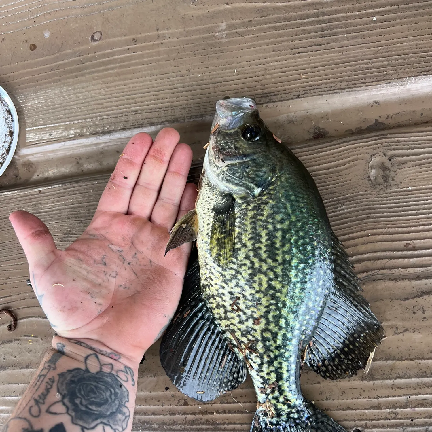 Black crappie caught on Fishbrain