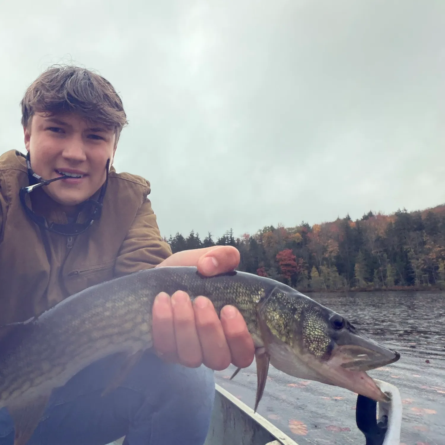 Chain pickerel caught on Fishbrain