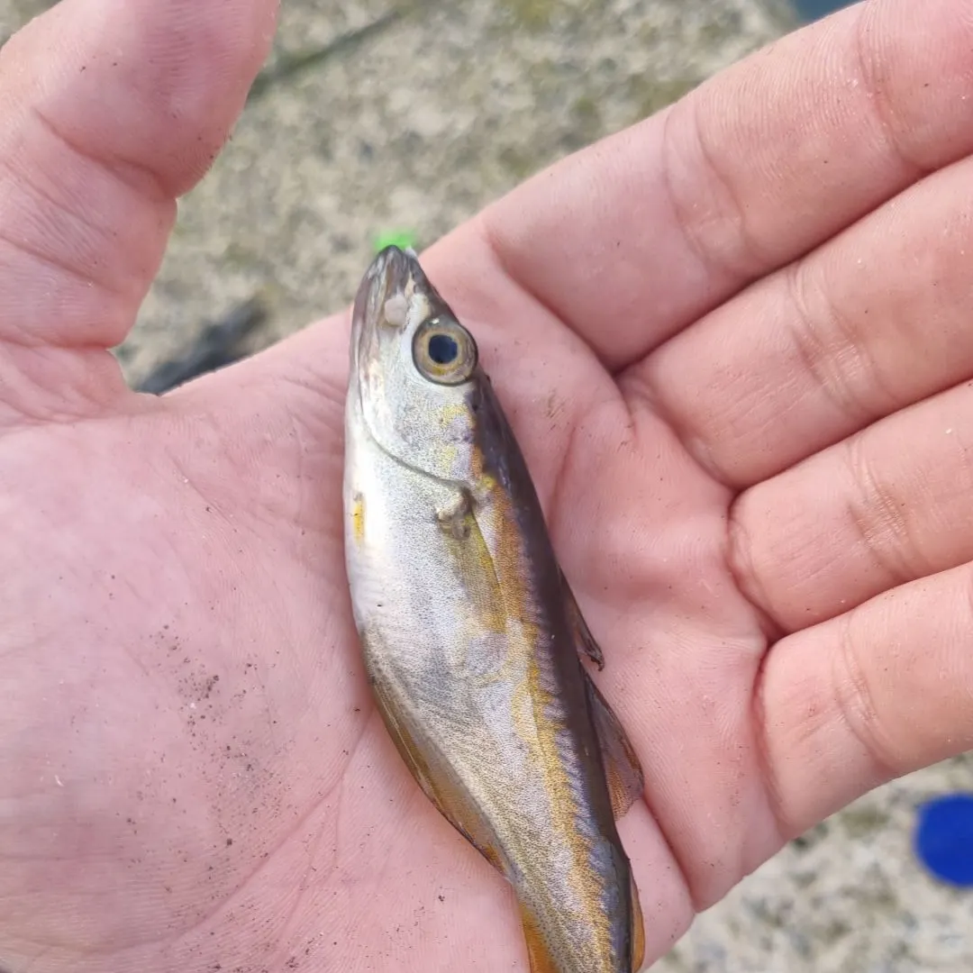 Pollack caught on Fishbrain