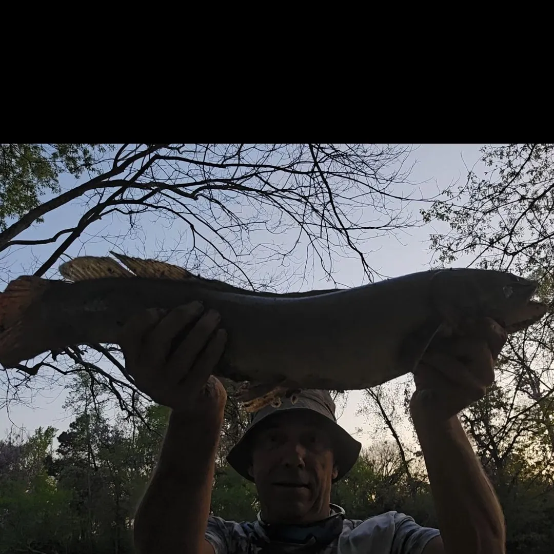 angler catch