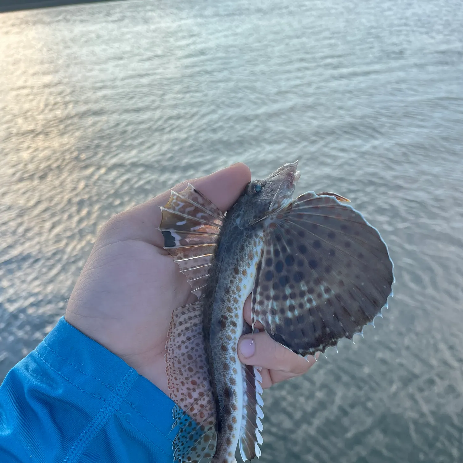 The most recent Northern searobin catches on Fishbrain