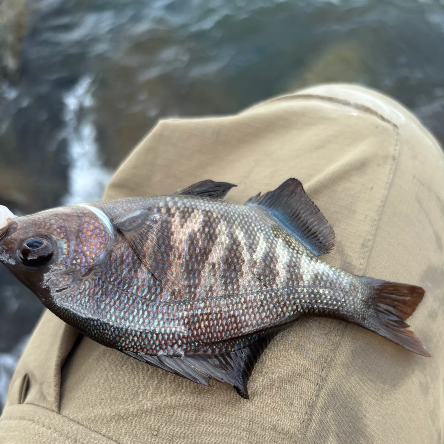 The most recent Black perch catches on Fishbrain
