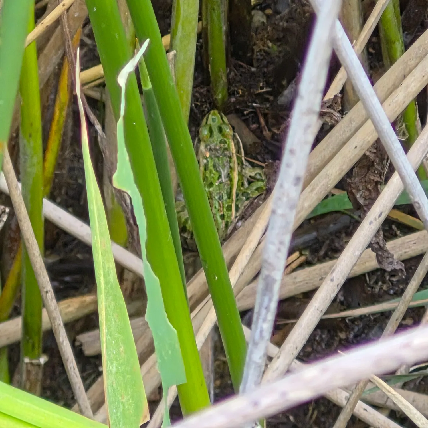 Northern leopard frog caught on Fishbrain