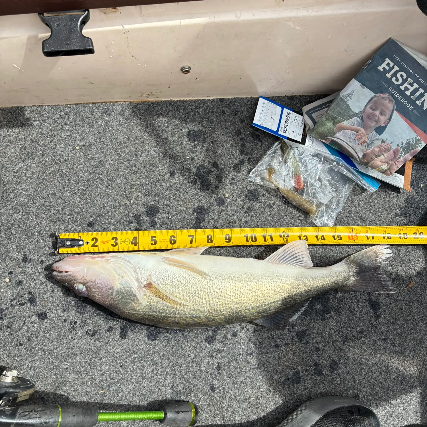 recently logged catches