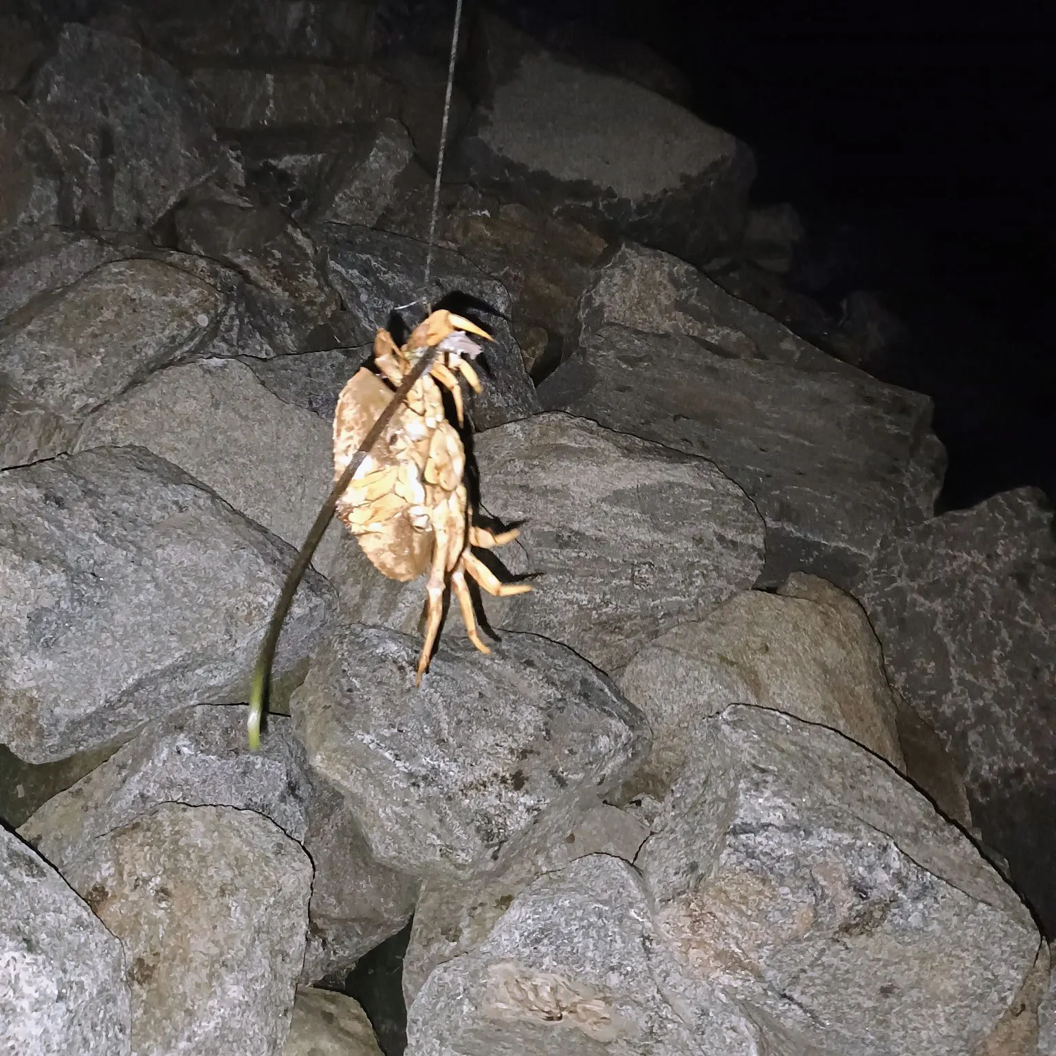The most recent Pacific rock crab catches on Fishbrain