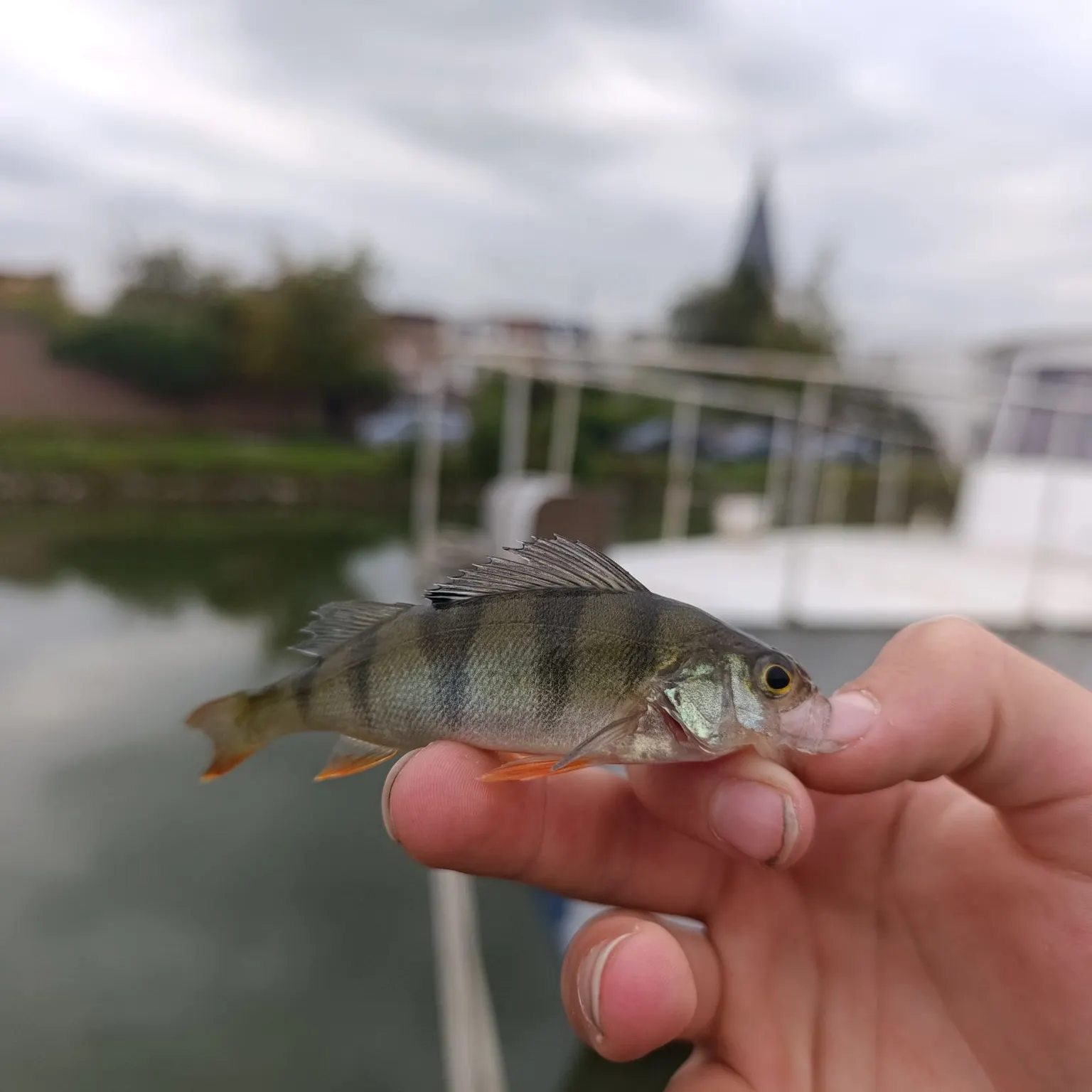 European perch caught on Fishbrain