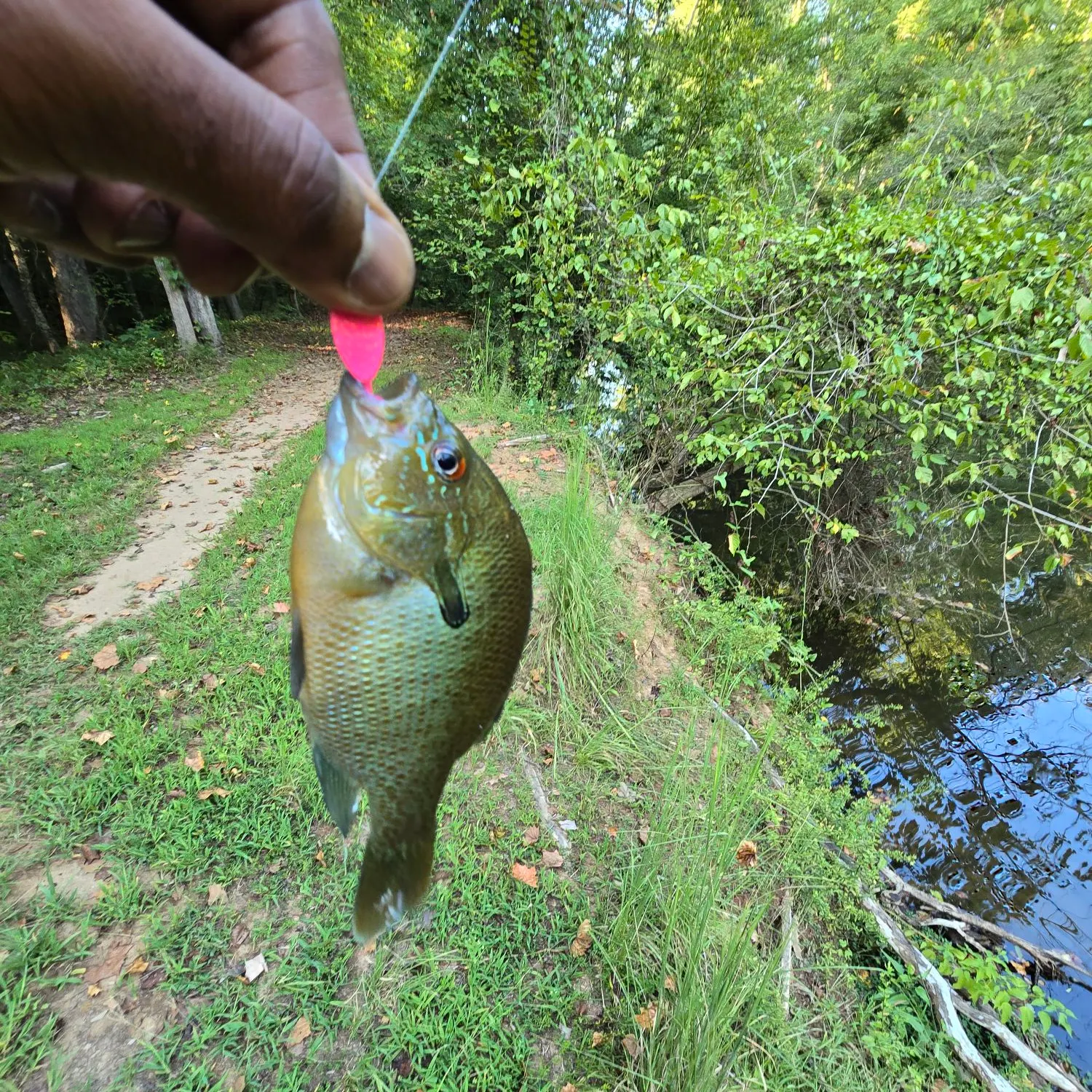 Redbreast sunfish caught on Fishbrain