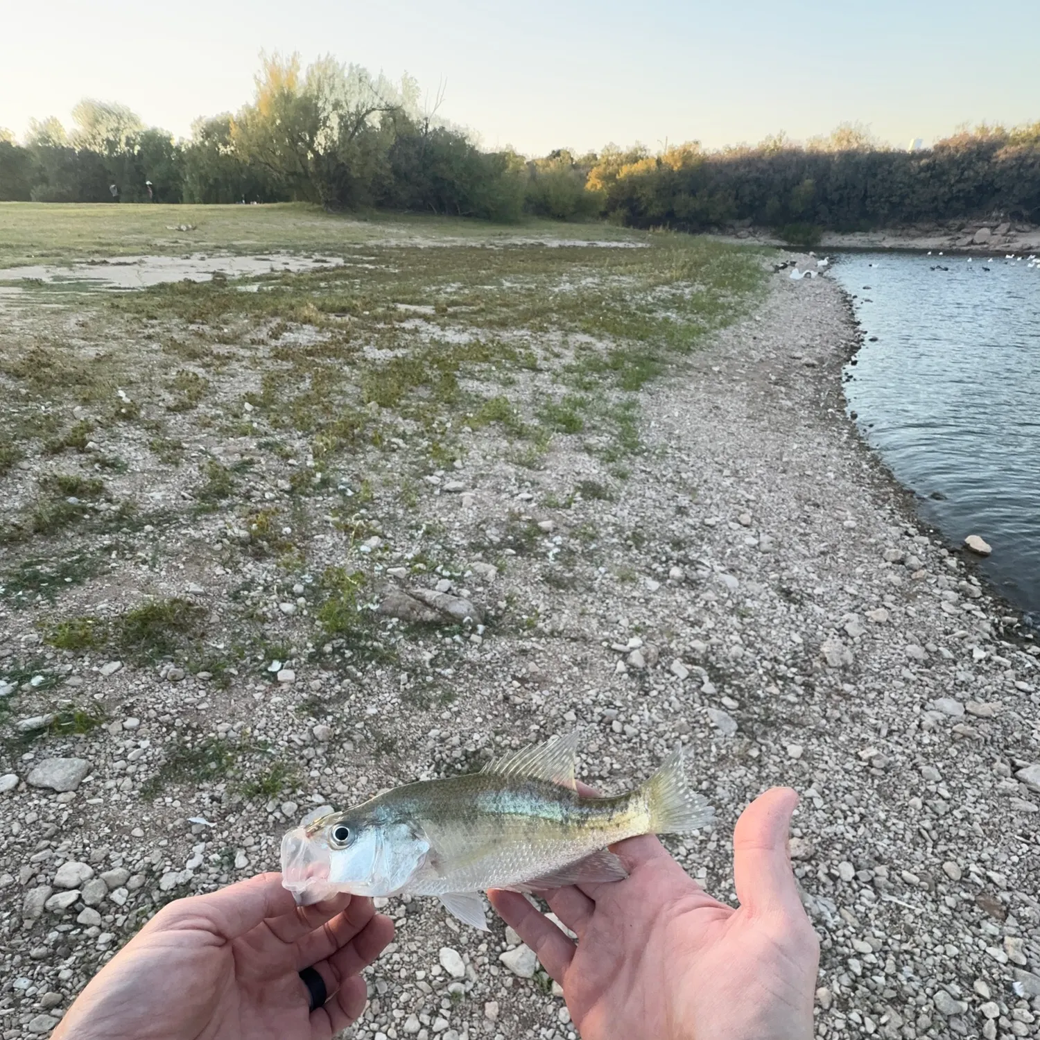 White crappie caught on Fishbrain