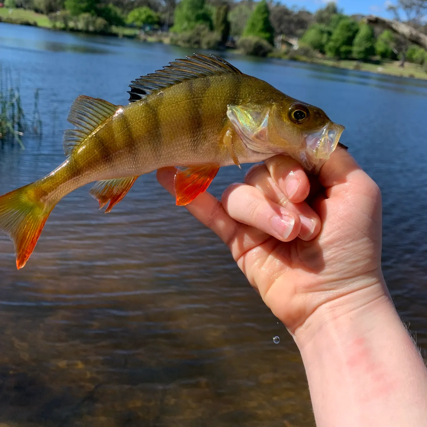 European perch caught on Fishbrain