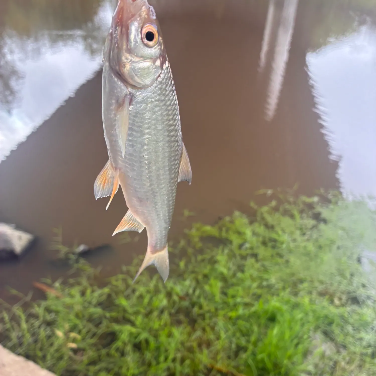 Common roach caught on Fishbrain