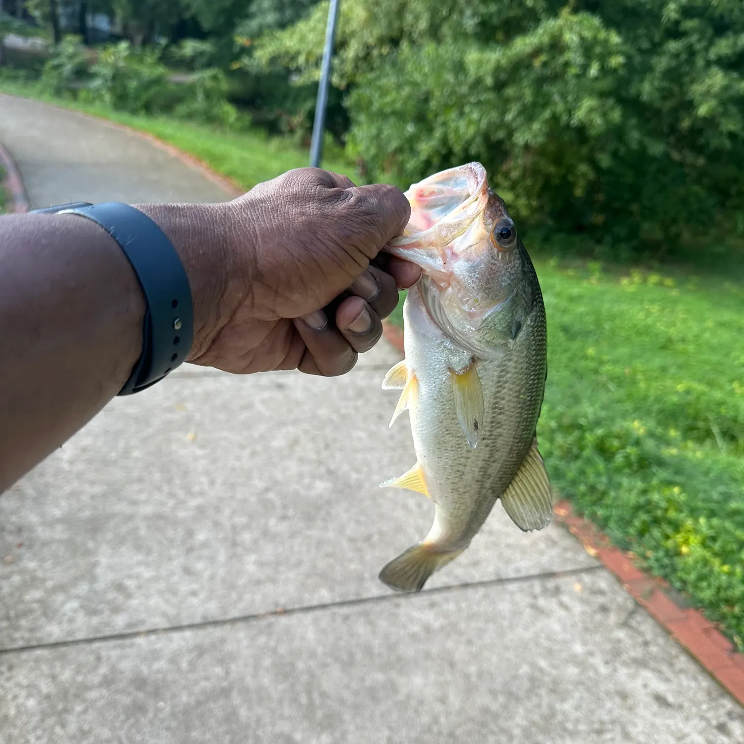 catch