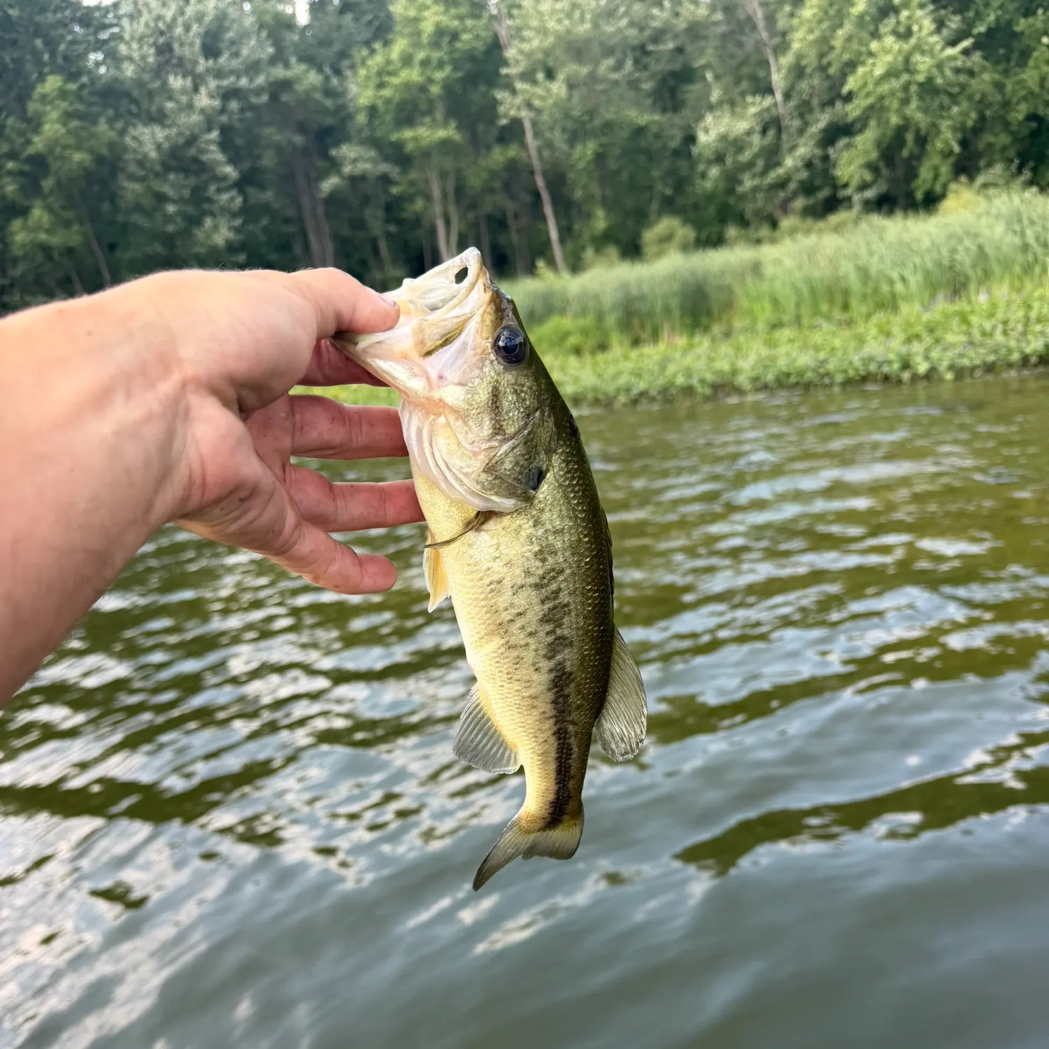 Largemouth bass caught on Fishbrain
