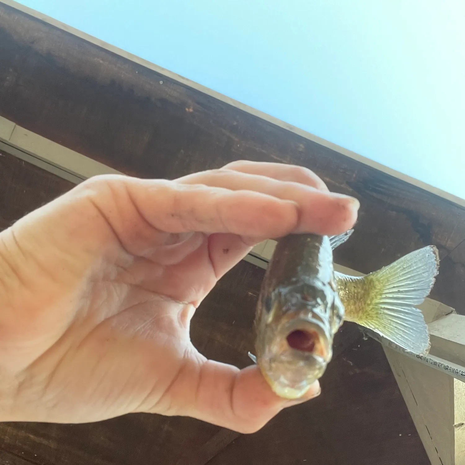 Bluegill caught on Fishbrain