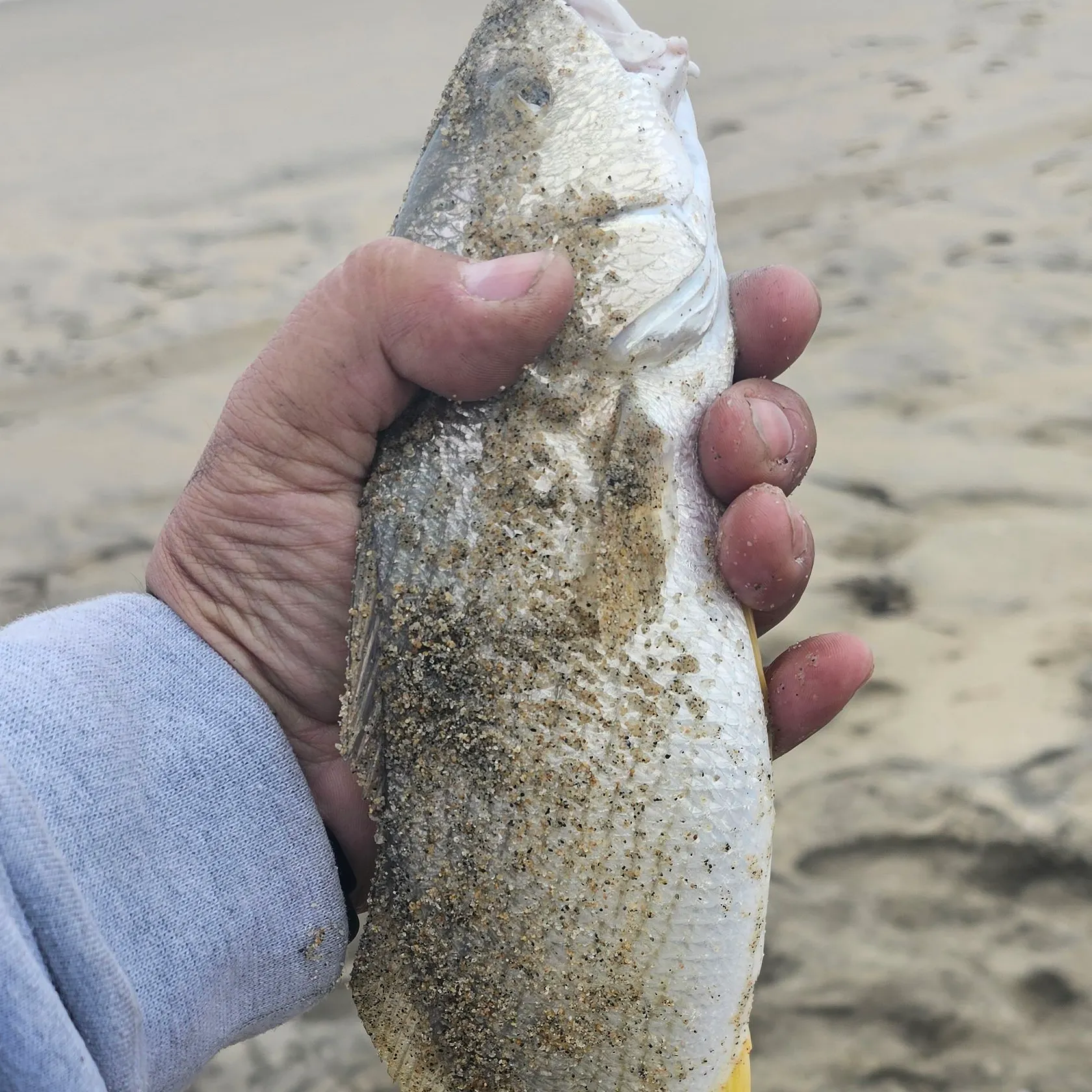 The most popular recent Yellowfin croaker catch on Fishbrain