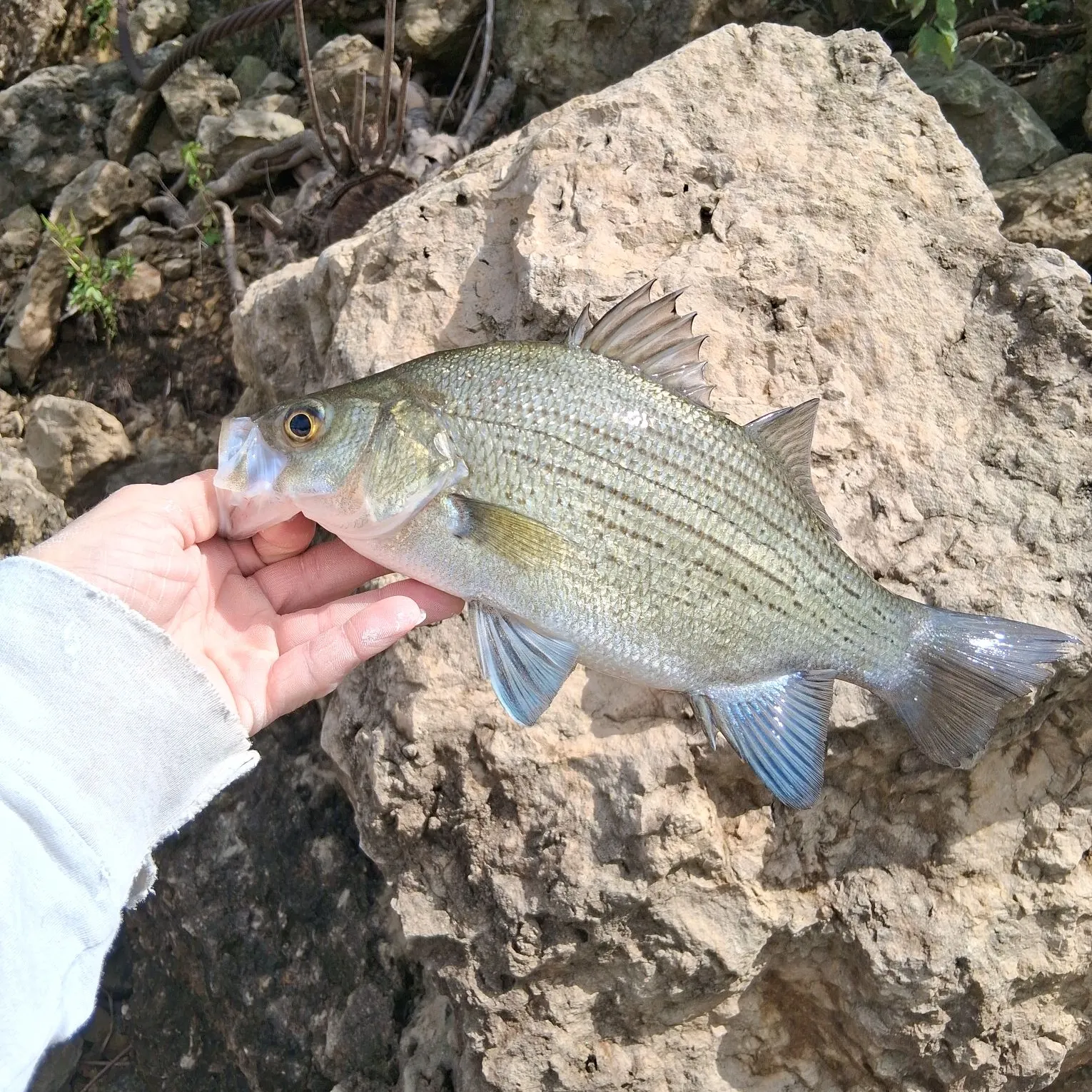 The most recent White bass catches on Fishbrain