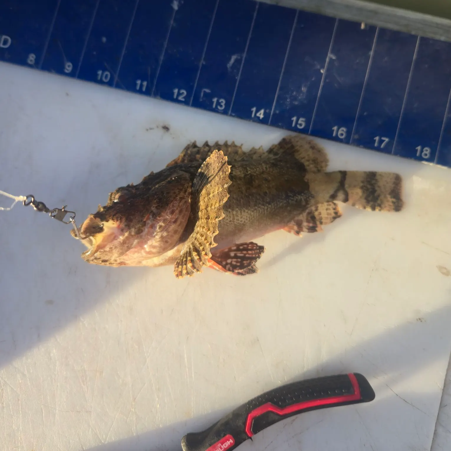 recently logged catches