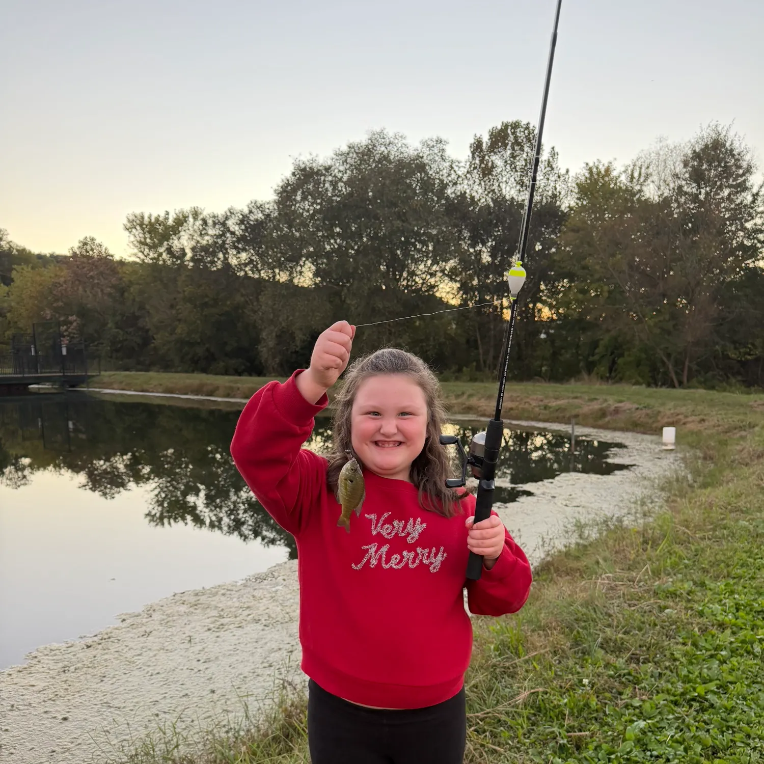 Bluegill caught on Fishbrain