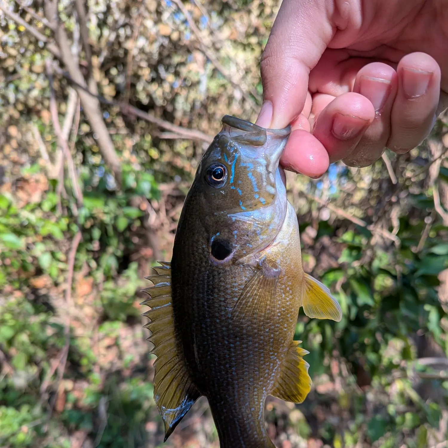 Green sunfish caught on Fishbrain