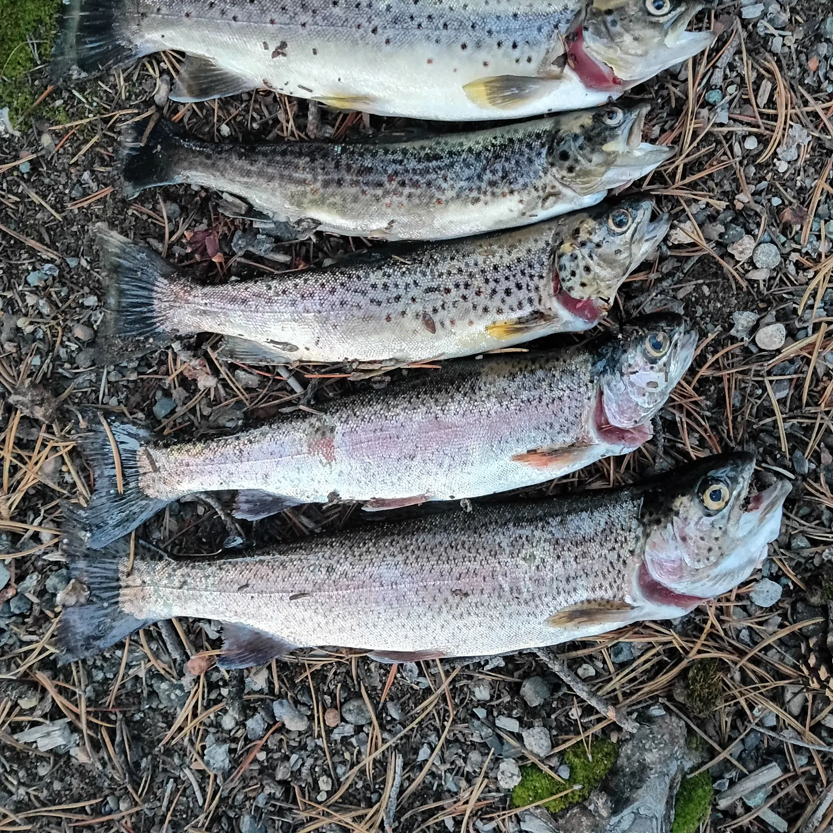 recently logged catches