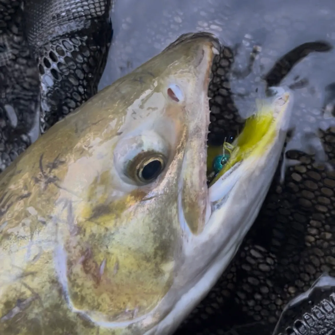 The most recent Chum salmon catches on Fishbrain