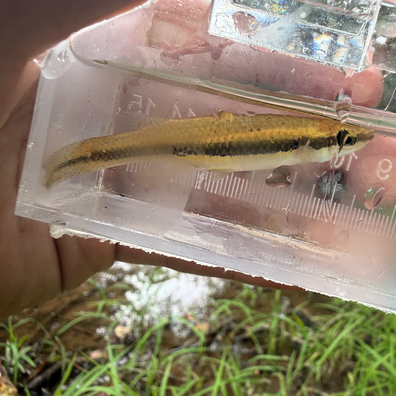 The most recent Blackspotted topminnow catches on Fishbrain