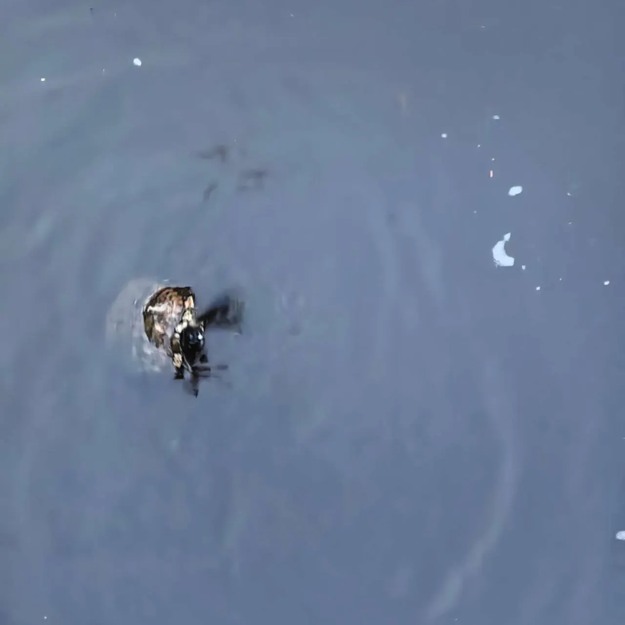 Pond slider turtle caught on Fishbrain