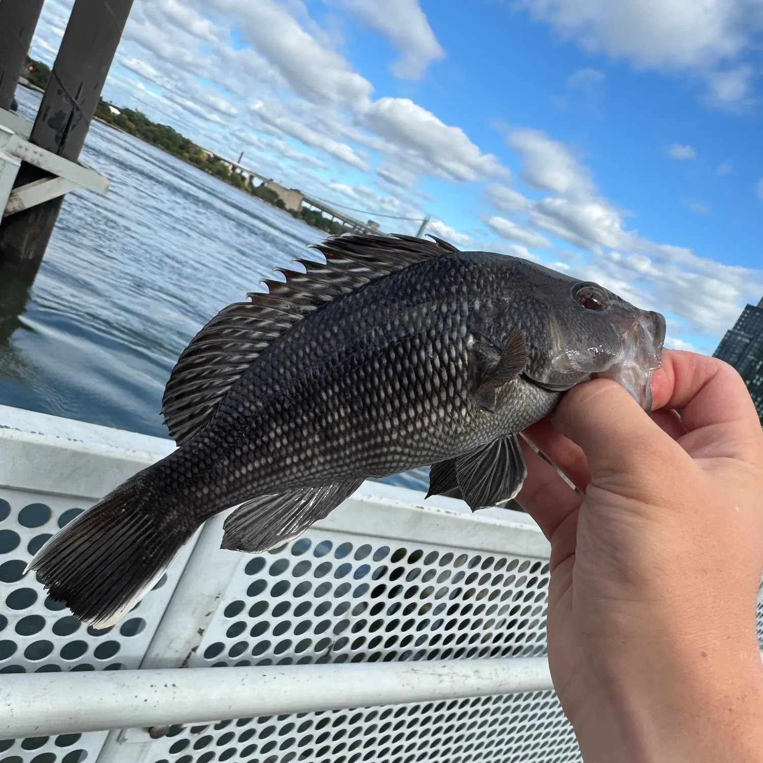 Black sea bass caught on Fishbrain
