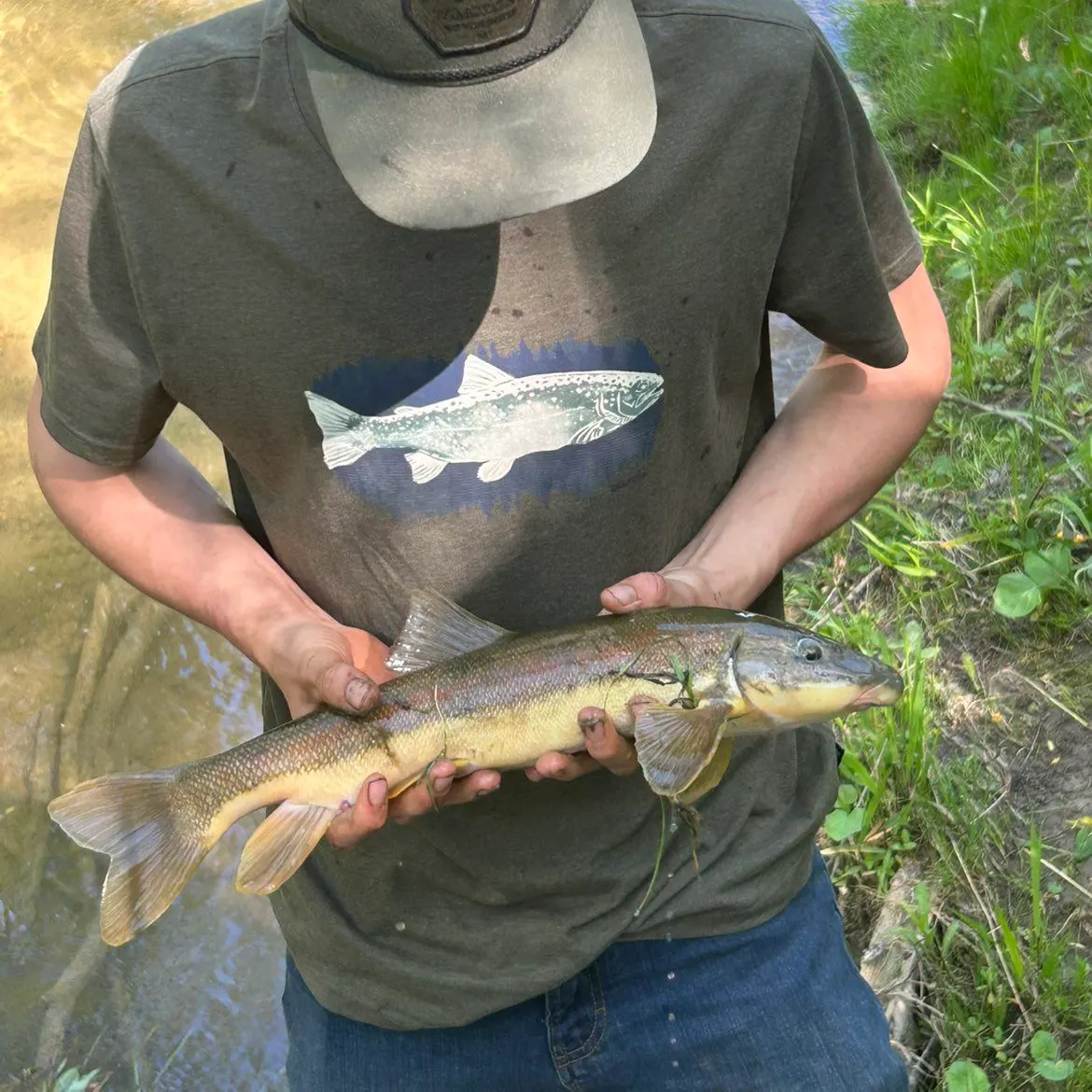 The most recent Longnose sucker catches on Fishbrain