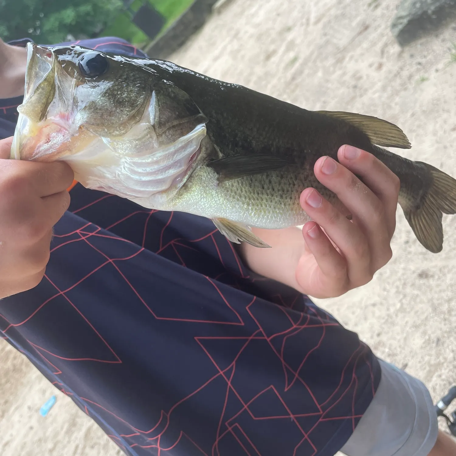 Largemouth bass caught on Fishbrain