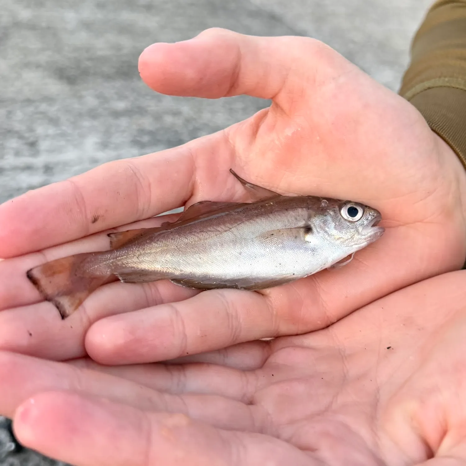 The most recent Pouting catches on Fishbrain