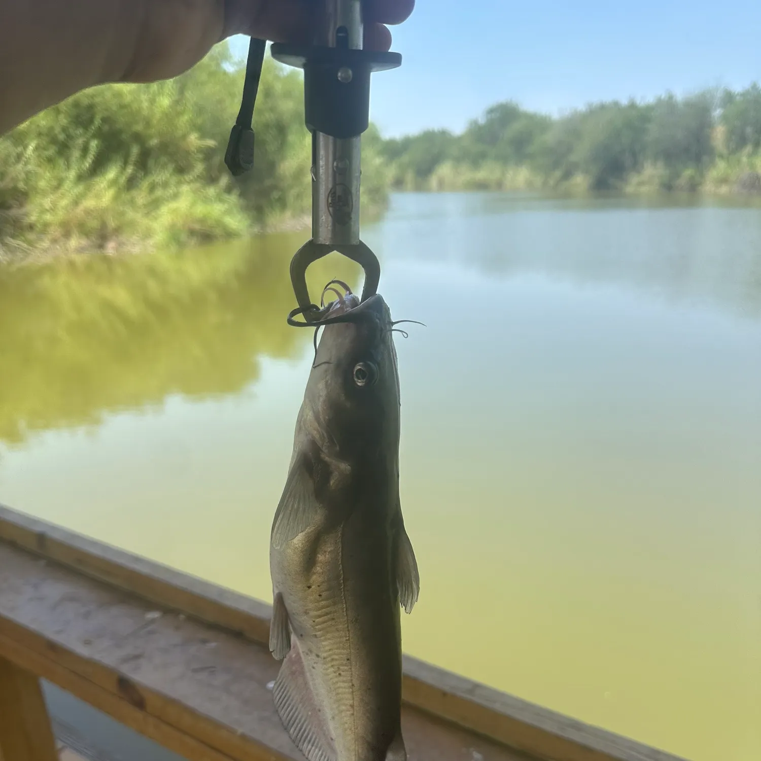 Channel catfish caught on Fishbrain